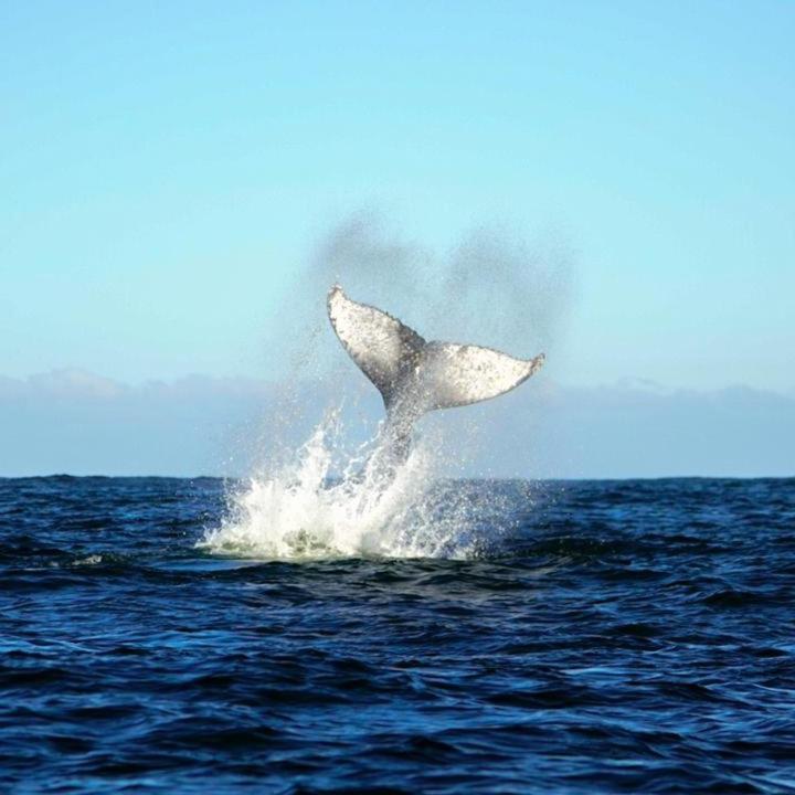 Vertientes De Pumillahue, Chiloe Villa Kültér fotó
