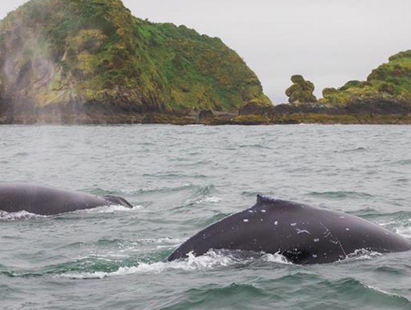 Vertientes De Pumillahue, Chiloe Villa Kültér fotó